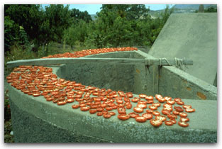 Pomodori essicati al sole